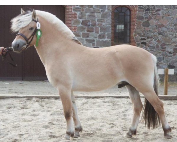 stallion Ingegårds Axo (Fjord Horse, 2002, from Dukat Halsnæs)