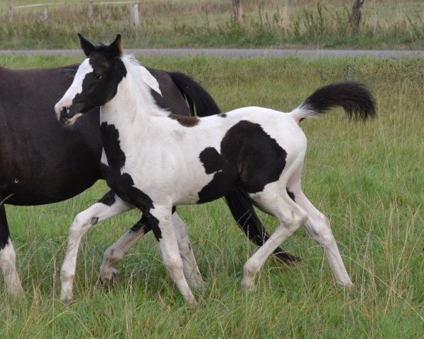 stallion Calando (Pinto / Small Riding Horse, 2018, from Soel'rings Classix Royal)