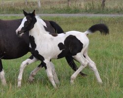 Deckhengst Calando (Pinto/Kleines Reitpferd, 2018, von Soel'rings Classix Royal)