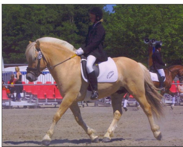 stallion Idon Busklund (Fjord Horse, 1993, from Plutonikk)