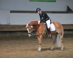 dressage horse Nevador (3,13% ox) (Edelbluthaflinger, 2012, from Nevioson (4,69% ox))