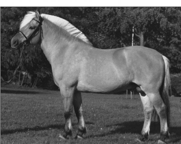 stallion Hertug N.2523 (Fjord Horse, 1987, from Reiulf N.1920)