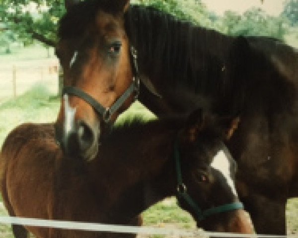 Zuchtstute Colline CH (Schweizer Warmblut, 1991, von Cyclone de la Combe)