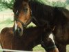 Zuchtstute Colline CH (Schweizer Warmblut, 1991, von Cyclone de la Combe)