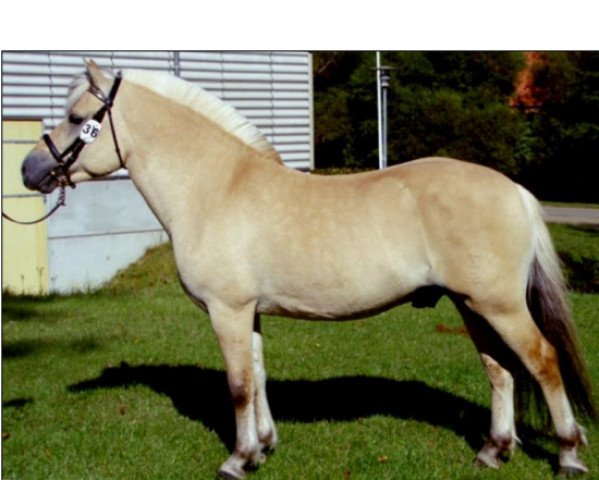 Pferd Halskovs Vulkan (Fjordpferd, 1998, von Citrus Klattrup)