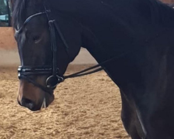 broodmare Koquita (Trakehner, 2013, from Herbstkönig 2)