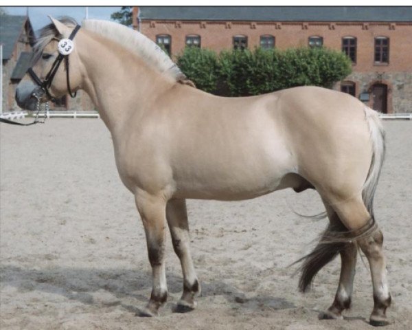 stallion Frederik Vårby (Fjord Horse, 2000, from Orion Halsnæs)