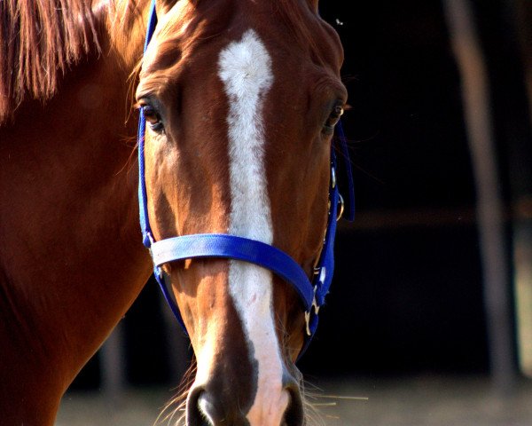 Pferd Hardy (Belgisches Warmblut, 2007, von Obourg)