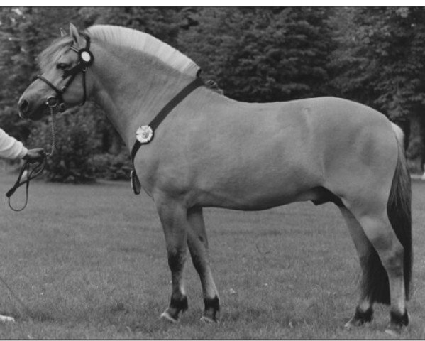 stallion Fjalde Lind (Fjord Horse, 1991, from Knast Halsnæs)