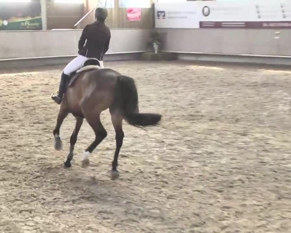 Reitturnier Walldorf 2017