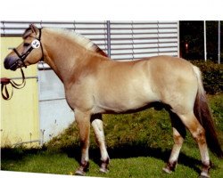 stallion Eminent Halsnæs (Fjord Horse, 1999, from Pikant Halsnæs )