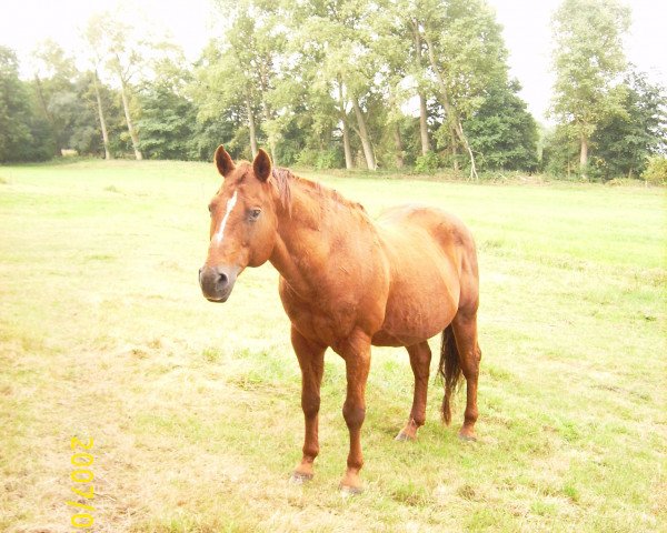 Deckhengst Pre Mania Jack (Quarter Horse, 1990, von Star Mania)