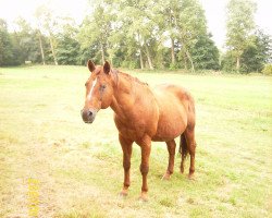 Pferd Pre Mania Jack (Quarter Horse, 1990, von Star Mania)