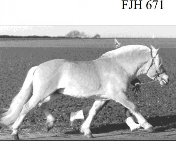 stallion Boye Engvang (Fjord Horse, 1989, from Husar Halsnæs)