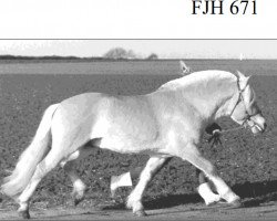 stallion Boye Engvang (Fjord Horse, 1989, from Husar Halsnæs)