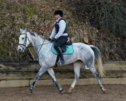 dressage horse Skotija H (Latvian Warmblood, 2010, from Serrano)