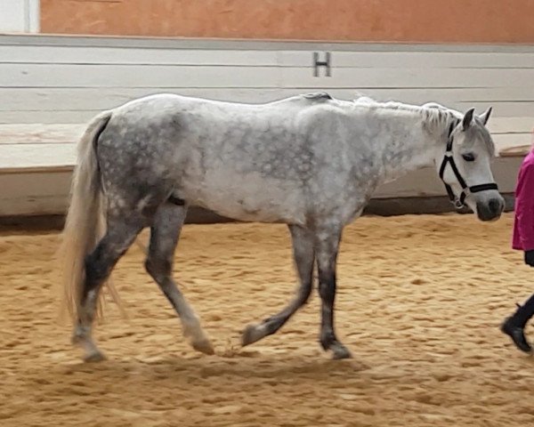 dressage horse A little Filou (Pony without race description, 2011)