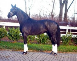 broodmare Feine Dame (Hanoverian, 2015, from Finest)