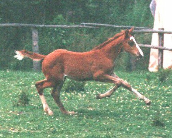 Pferd Permitt (Westfale, 1990, von Pit I)