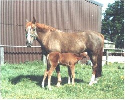 broodmare Wanja (Hanoverian, 1974, from Wolfsburg)