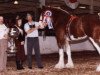 Deckhengst Westerdale Winston (Clydesdale, 1986, von Clydeslea Millisle Venture)