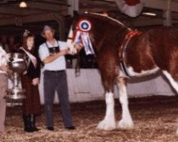 Deckhengst Westerdale Winston (Clydesdale, 1986, von Clydeslea Millisle Venture)