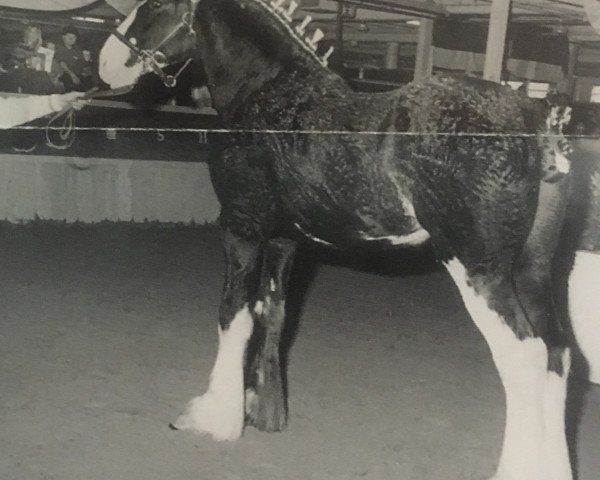 stallion Elshmarg Silver Chief (Clydesdale, 1997, from Westerdale Winston)