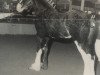 stallion Elshmarg Silver Chief (Clydesdale, 1997, from Westerdale Winston)