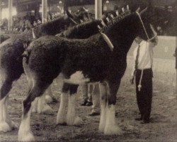 broodmare Allumettes Gypsy Rose (Clydesdale, 2001, from Elshmarg Silver Chief)