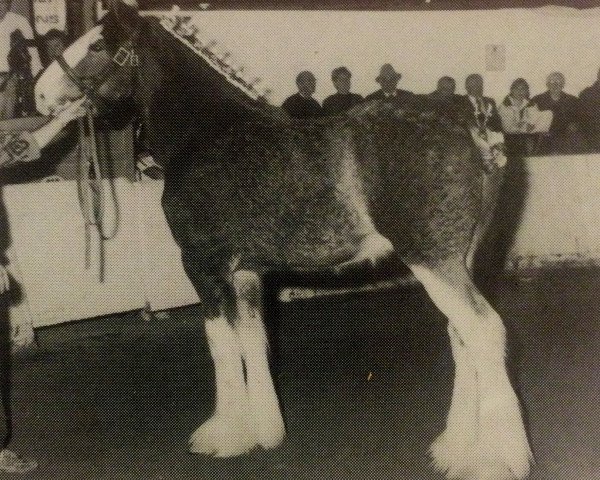 stallion Thistle Ridge Eaton Venture (Clydesdale, 1992, from Hillmoor Fusilier)