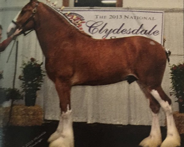 stallion Allumettes Catalyst Quaid (Clydesdale, 2011, from Green Leaf Catalyst)