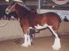 broodmare West Plean Cassandra (Clydesdale, 1998, from Greendykes Apollo)