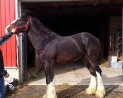 stallion Allumettes A Gage (Clydesdale, 2013, from Cedarlane Appollo)