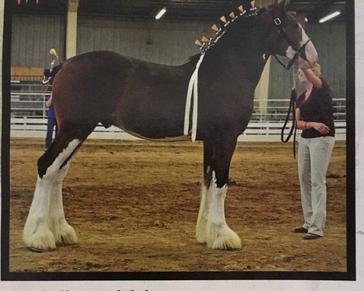 Deckhengst ALC Moz Strike (Clydesdale, 2011, von Pinnacle's Lucky Strike)