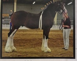 Deckhengst ALC Moz Strike (Clydesdale, 2011, von Pinnacle's Lucky Strike)