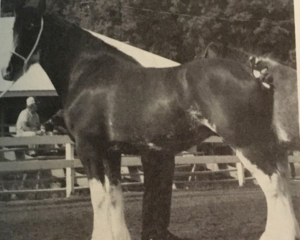 Zuchtstute Blairo'er April Love (Clydesdale, 1982, von Doura Masterstroke)