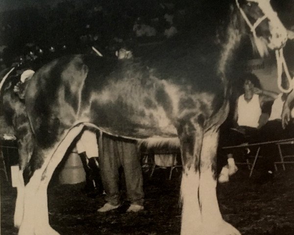 broodmare PTS Nobelman's Sarah Lynn (Clydesdale, 1987, from Ogdensburg Nobleman)