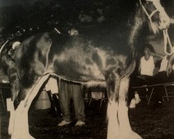 Zuchtstute PTS Nobelman's Sarah Lynn (Clydesdale, 1987, von Ogdensburg Nobleman)