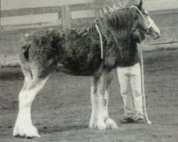 Zuchtstute ALC M. Magdaline (Clydesdale, 2000, von Live Oak Grandeur)