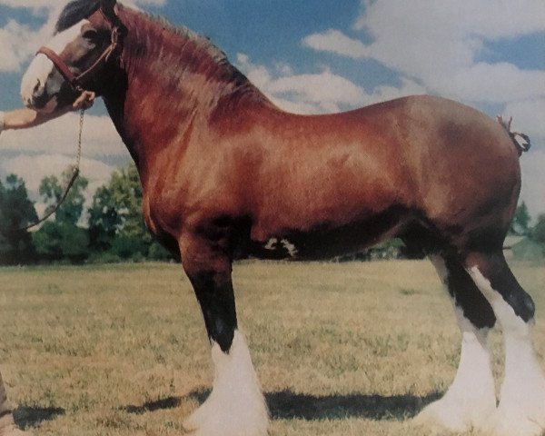 stallion Solomon's Chief (Clydesdale, 1978, from Dunsyre Silver King)