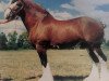 stallion Solomon's Chief (Clydesdale, 1978, from Dunsyre Silver King)