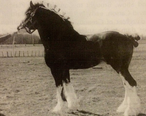 stallion Solomon's Colonel (Clydesdale, 1986, from Solomon's Chief)
