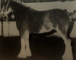 Zuchtstute CIE Champagne Lady (Clydesdale, 1988, von Doura Sensation)