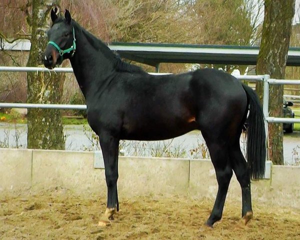dressage horse Just in Time (Hanoverian, 2019, from Jovian)