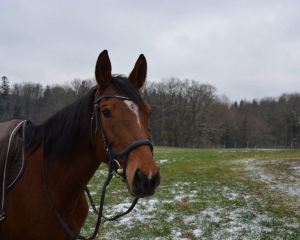 broodmare Agro's Princess (Württemberger, 2010, from Agrostar)