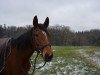 broodmare Agro's Princess (Württemberger, 2010, from Agrostar)