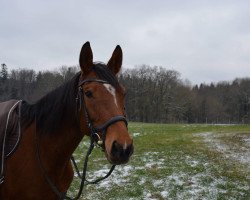 Zuchtstute Agro's Princess (Württemberger, 2010, von Agrostar)