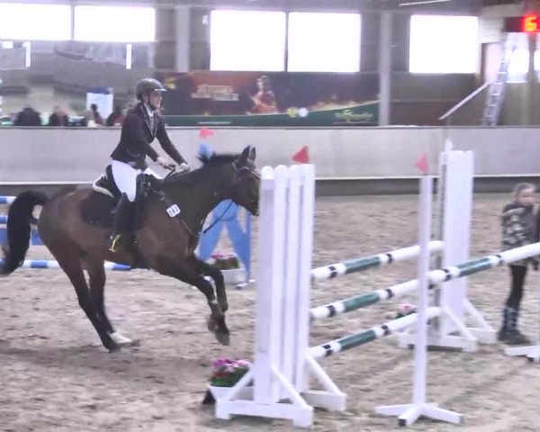 Reitturnier Walldorf 2017