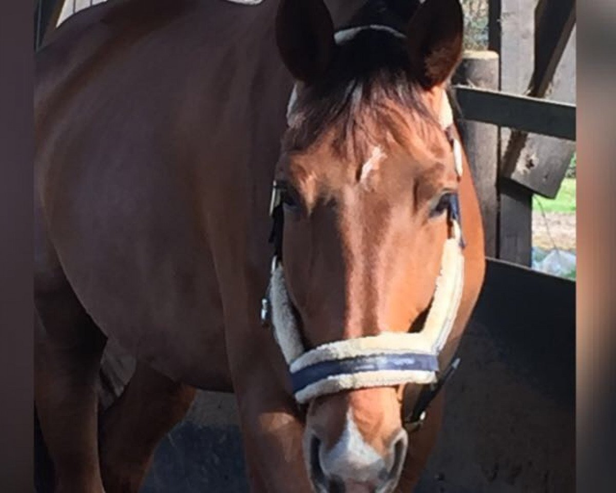 jumper Elvis 266 (Czech Warmblood, 2008, from Claas 25)
