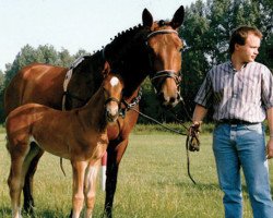 broodmare Dina (Westphalian, 1986, from Der Clou)